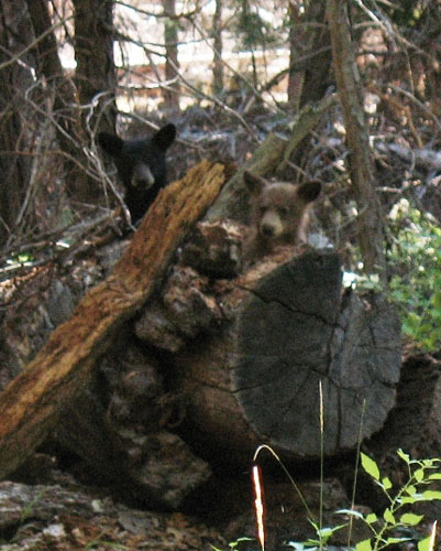 Bear cubs, 8/25/08